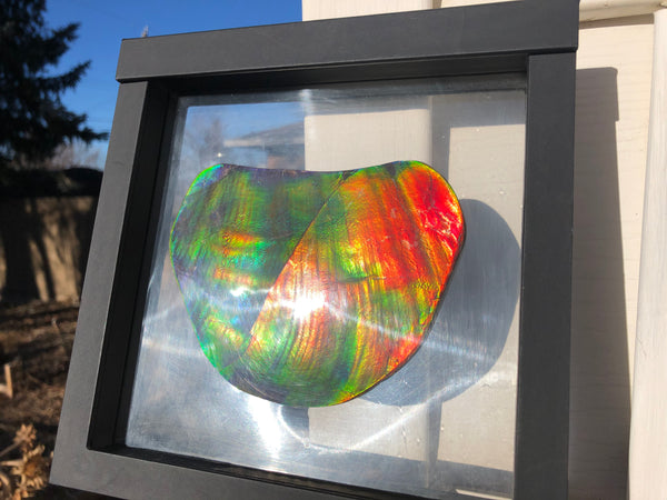 IMP-86 Super RARE HUGE Natural Polished Ammolite Double-Sided Rainbow Beauty !PREMIUM  巨大両面！ナチュラル レアルース アンモライト 斑彩石 FREE SHIPPING