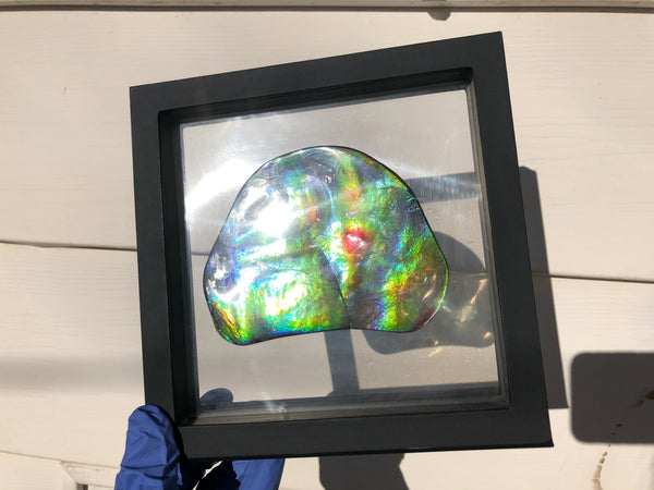IMP-86 Super RARE HUGE Natural Polished Ammolite Double-Sided Rainbow Beauty !PREMIUM  巨大両面！ナチュラル レアルース アンモライト 斑彩石 FREE SHIPPING