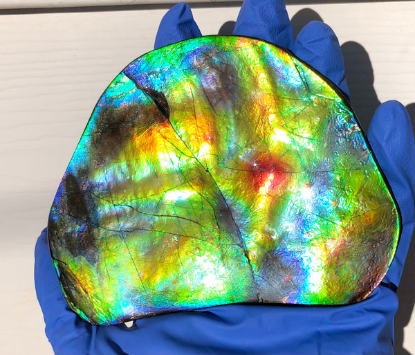 IMP-86 Super RARE HUGE Natural Polished Ammolite Double-Sided Rainbow Beauty !PREMIUM  巨大両面！ナチュラル レアルース アンモライト 斑彩石 FREE SHIPPING