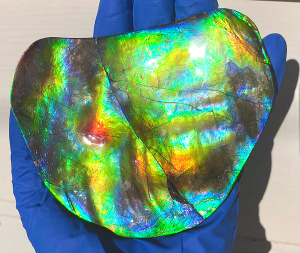 IMP-86 Super RARE HUGE Natural Polished Ammolite Double-Sided Rainbow Beauty !PREMIUM  巨大両面！ナチュラル レアルース アンモライト 斑彩石 FREE SHIPPING