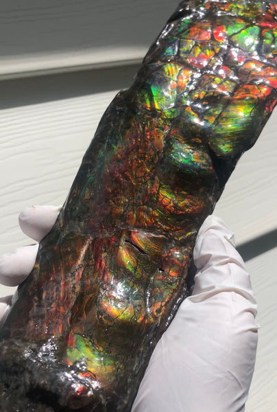 AF80-B  13.3" Canadian Ammolite Bacculite Fossil Piece Baculites　バキュライト　アンモライト Baculite Free Shipping!!価格交渉