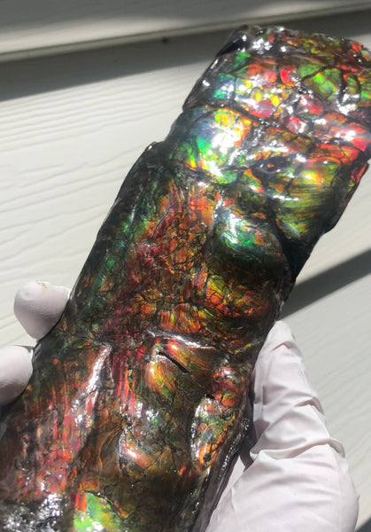 AF80-B  13.3" Canadian Ammolite Bacculite Fossil Piece Baculites　バキュライト　アンモライト Baculite Free Shipping!!価格交渉