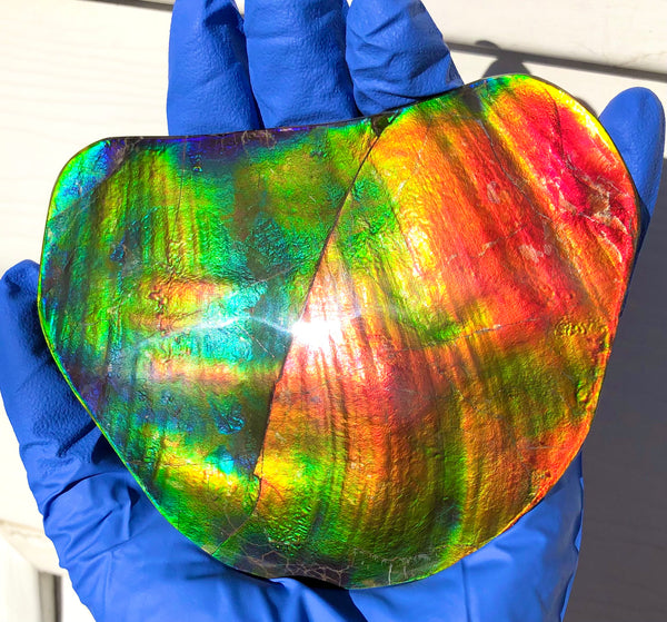 IMP-86 Super RARE HUGE Natural Polished Ammolite Double-Sided Rainbow Beauty !PREMIUM  巨大両面！ナチュラル レアルース アンモライト 斑彩石 FREE SHIPPING