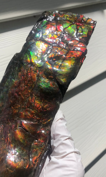 AF80-B  13.3" Canadian Ammolite Bacculite Fossil Piece Baculites　バキュライト　アンモライト Baculite Free Shipping!!価格交渉
