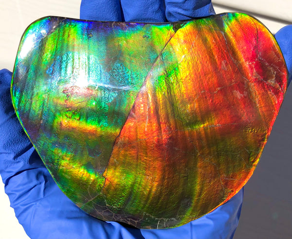 IMP-86 Super RARE HUGE Natural Polished Ammolite Double-Sided Rainbow Beauty !PREMIUM  巨大両面！ナチュラル レアルース アンモライト 斑彩石 FREE SHIPPING
