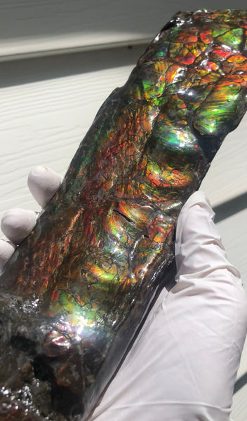 AF80-B  13.3" Canadian Ammolite Bacculite Fossil Piece Baculites　バキュライト　アンモライト Baculite Free Shipping!!価格交渉
