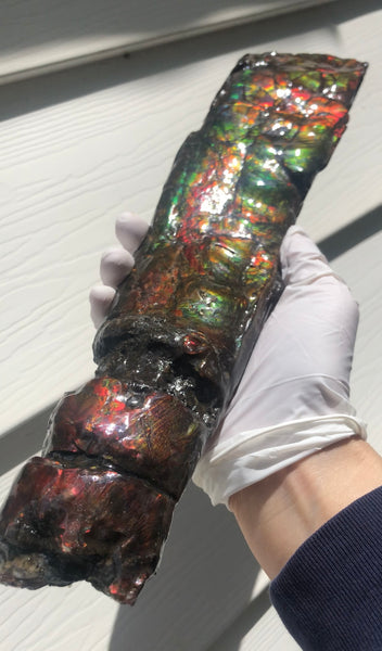 AF80-B  13.3" Canadian Ammolite Bacculite Fossil Piece Baculites　バキュライト　アンモライト Baculite Free Shipping!!価格交渉