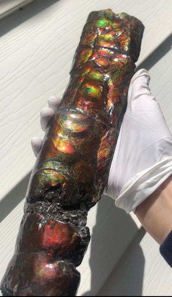 AF80-B  13.3" Canadian Ammolite Bacculite Fossil Piece Baculites　バキュライト　アンモライト Baculite Free Shipping!!価格交渉