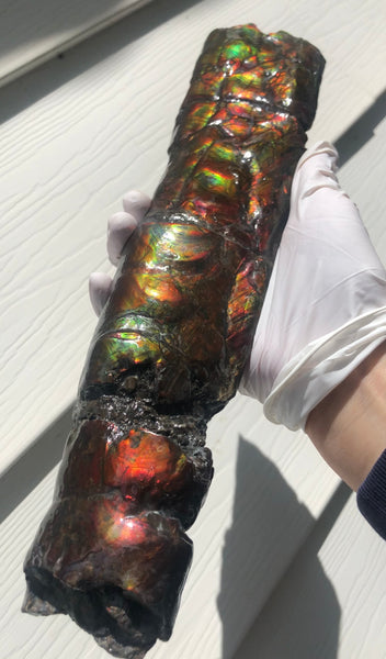 AF80-B  13.3" Canadian Ammolite Bacculite Fossil Piece Baculites　バキュライト　アンモライト Baculite Free Shipping!!価格交渉