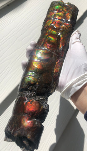 AF80-B  13.3" Canadian Ammolite Bacculite Fossil Piece Baculites　バキュライト　アンモライト Baculite Free Shipping!!価格交渉