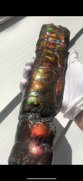 AF80-B  13.3" Canadian Ammolite Bacculite Fossil Piece Baculites　バキュライト　アンモライト Baculite Free Shipping!!価格交渉