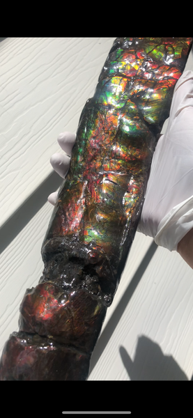 AF80-B  13.3" Canadian Ammolite Bacculite Fossil Piece Baculites　バキュライト　アンモライト Baculite Free Shipping!!価格交渉