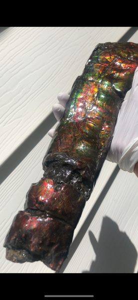 AF80-B  13.3" Canadian Ammolite Bacculite Fossil Piece Baculites　バキュライト　アンモライト Baculite Free Shipping!!価格交渉