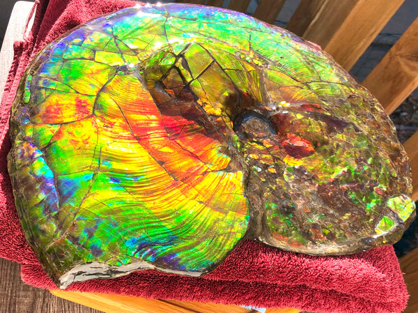 Spectacular Ammonite Fossil - Costatum Double sided 43.1 cm x 38 cm　アンモナイト化石　コスタータム　両面　アンモライト完全体 斑彩石AF-65