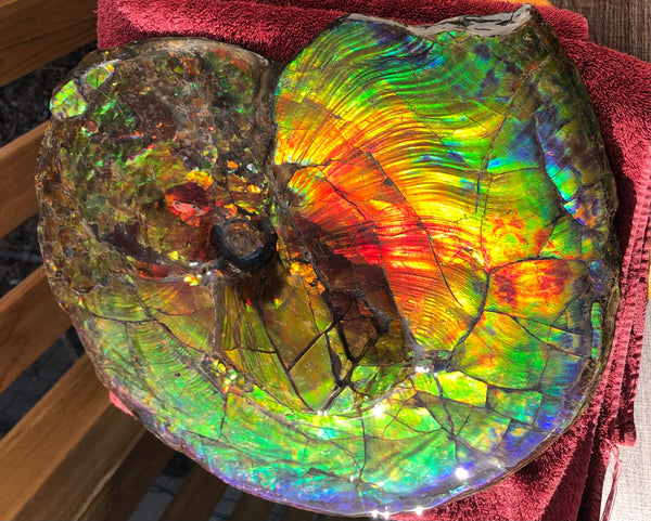 Spectacular Ammonite Fossil - Costatum Double sided 43.1 cm x 38 cm　アンモナイト化石　コスタータム　両面　アンモライト完全体 斑彩石AF-65