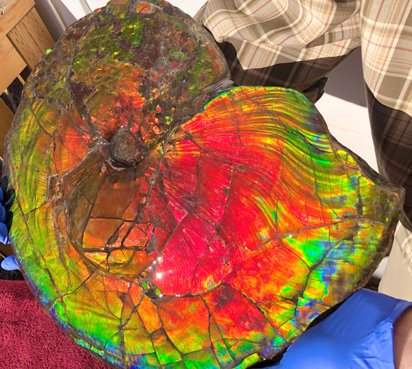 Spectacular Ammonite Fossil - Costatum Double sided 43.1 cm x 38 cm　アンモナイト化石　コスタータム　両面　アンモライト完全体 斑彩石AF-65