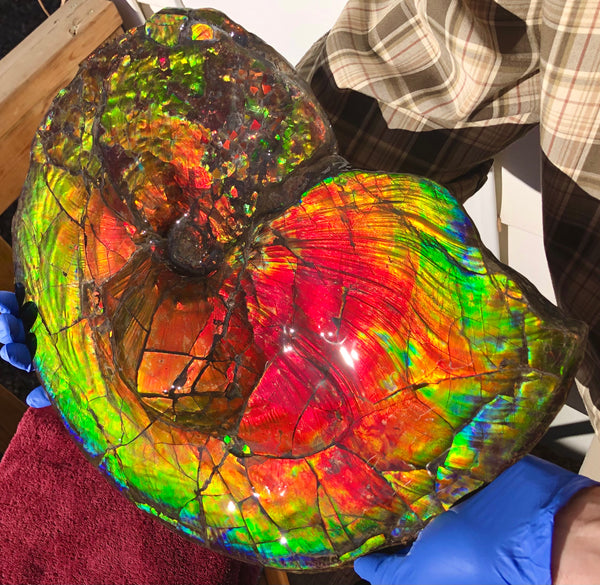 Spectacular Ammonite Fossil - Costatum Double sided 43.1 cm x 38 cm　アンモナイト化石　コスタータム　両面　アンモライト完全体 斑彩石AF-65