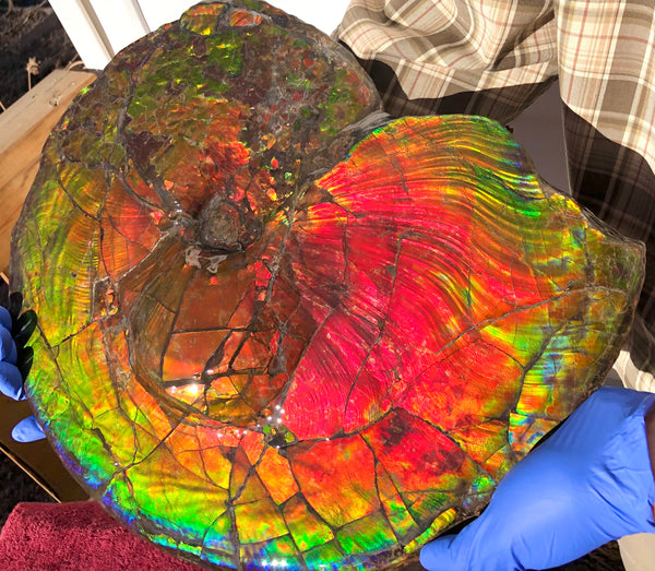 Spectacular Ammonite Fossil - Costatum Double sided 43.1 cm x 38 cm　アンモナイト化石　コスタータム　両面　アンモライト完全体 斑彩石AF-65