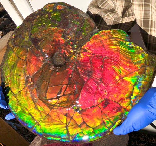 Spectacular Ammonite Fossil - Costatum Double sided 43.1 cm x 38 cm　アンモナイト化石　コスタータム　両面　アンモライト完全体 斑彩石AF-65