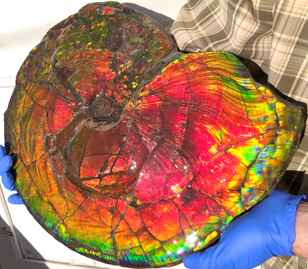 Spectacular Ammonite Fossil - Costatum Double sided 43.1 cm x 38 cm　アンモナイト化石　コスタータム　両面　アンモライト完全体 斑彩石AF-65