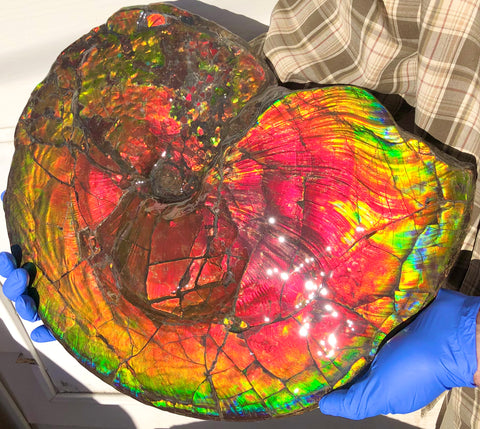 Spectacular Ammonite Fossil - Costatum Double sided 43.1 cm x 38 cm　アンモナイト化石　コスタータム　両面　アンモライト完全体 斑彩石AF-65