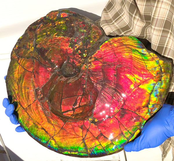 Spectacular Ammonite Fossil - Costatum Double sided 43.1 cm x 38 cm　アンモナイト化石　コスタータム　両面　アンモライト完全体 斑彩石AF-65