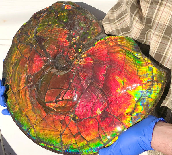 Spectacular Ammonite Fossil - Costatum Double sided 43.1 cm x 38 cm　アンモナイト化石　コスタータム　両面　アンモライト完全体 斑彩石AF-65