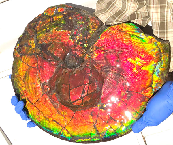 Spectacular Ammonite Fossil - Costatum Double sided 43.1 cm x 38 cm　アンモナイト化石　コスタータム　両面　アンモライト完全体 斑彩石AF-65