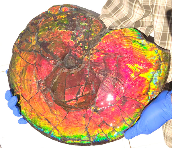 Spectacular Ammonite Fossil - Costatum Double sided 43.1 cm x 38 cm　アンモナイト化石　コスタータム　両面　アンモライト完全体 斑彩石AF-65