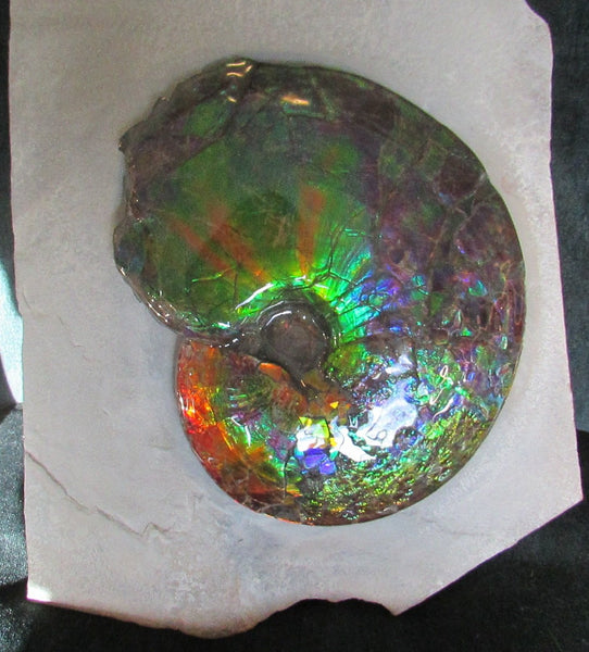 Ammonite Fossil -Museum Grade Placenticeras Costatum　Ammolite in Matrix /Make an offer!　 交渉あり‼ アンモライト 博物館クラス 完全体　プラセンティセラス　コスタータム　アンモナイト