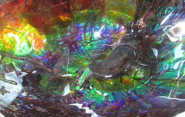 Ammonite Fossil -Museum Grade Placenticeras Costatum　Ammolite in Matrix /Make an offer!　 交渉あり‼ アンモライト 博物館クラス 完全体　プラセンティセラス　コスタータム　アンモナイト