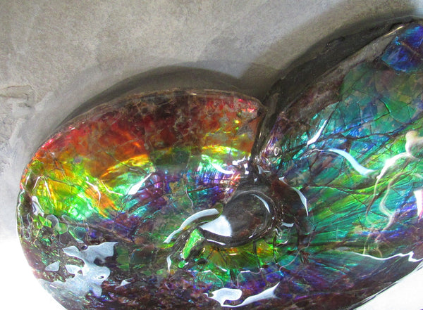 Ammonite Fossil -Museum Grade Placenticeras Costatum　Ammolite in Matrix /Make an offer!　 交渉あり‼ アンモライト 博物館クラス 完全体　プラセンティセラス　コスタータム　アンモナイト