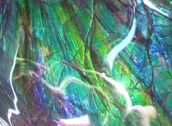 Ammonite Fossil -Museum Grade Placenticeras Costatum　Ammolite in Matrix /Make an offer!　 交渉あり‼ アンモライト 博物館クラス 完全体　プラセンティセラス　コスタータム　アンモナイト