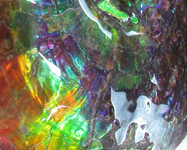 Ammonite Fossil -Museum Grade Placenticeras Costatum　Ammolite in Matrix /Make an offer!　 交渉あり‼ アンモライト 博物館クラス 完全体　プラセンティセラス　コスタータム　アンモナイト