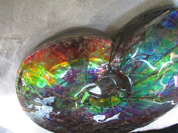 Ammonite Fossil -Museum Grade Placenticeras Costatum　Ammolite in Matrix /Make an offer!　 交渉あり‼ アンモライト 博物館クラス 完全体　プラセンティセラス　コスタータム　アンモナイト
