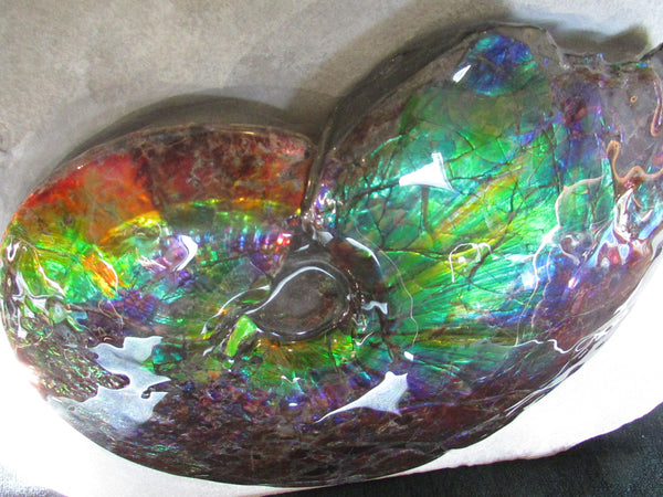 Ammonite Fossil -Museum Grade Placenticeras Costatum　Ammolite in Matrix /Make an offer!　 交渉あり‼ アンモライト 博物館クラス 完全体　プラセンティセラス　コスタータム　アンモナイト