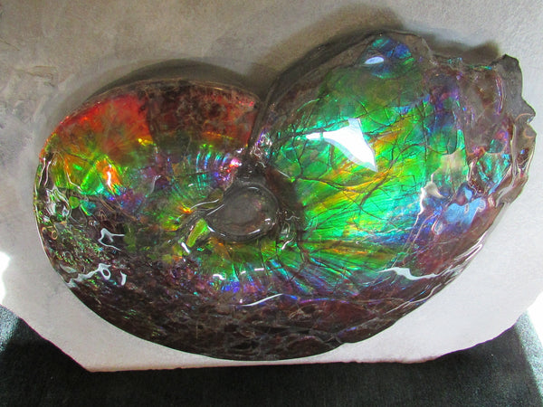 Ammonite Fossil -Museum Grade Placenticeras Costatum　Ammolite in Matrix /Make an offer!　 交渉あり‼ アンモライト 博物館クラス 完全体　プラセンティセラス　コスタータム　アンモナイト