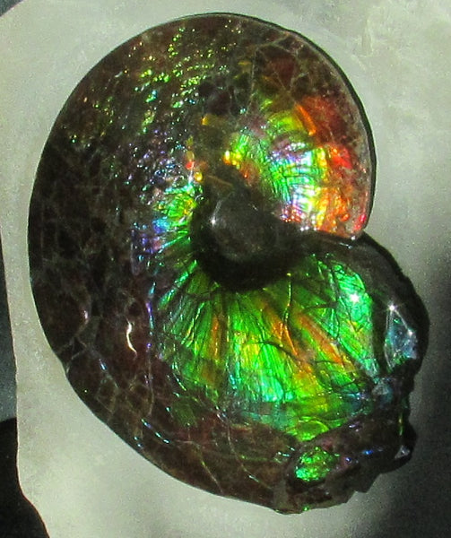 Ammonite Fossil -Museum Grade Placenticeras Costatum　Ammolite in Matrix /Make an offer!　 交渉あり‼ アンモライト 博物館クラス 完全体　プラセンティセラス　コスタータム　アンモナイト