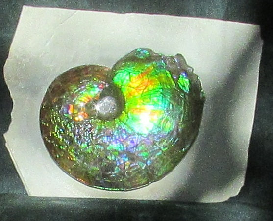 Ammonite Fossil -Museum Grade Placenticeras Costatum　Ammolite in Matrix /Make an offer!　 交渉あり‼ アンモライト 博物館クラス 完全体　プラセンティセラス　コスタータム　アンモナイト