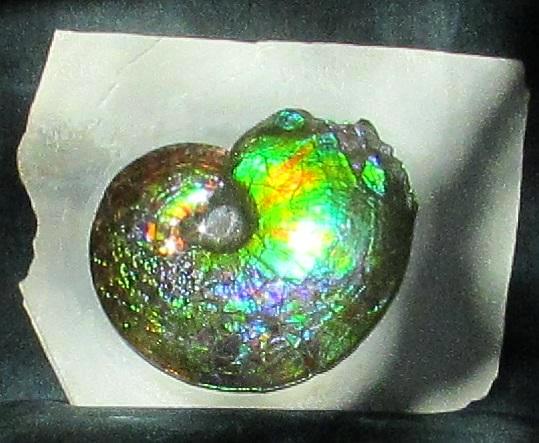 Ammonite Fossil -Museum Grade Placenticeras Costatum　Ammolite in Matrix /Make an offer!　 交渉あり‼ アンモライト 博物館クラス 完全体　プラセンティセラス　コスタータム　アンモナイト