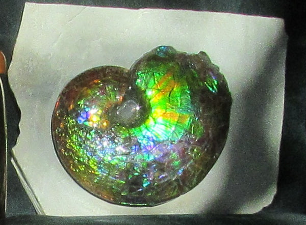 Ammonite Fossil -Museum Grade Placenticeras Costatum　Ammolite in Matrix /Make an offer!　 交渉あり‼ アンモライト 博物館クラス 完全体　プラセンティセラス　コスタータム　アンモナイト