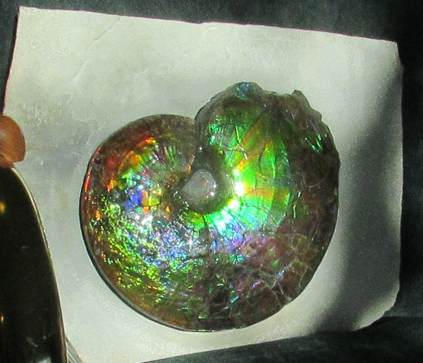 Ammonite Fossil -Museum Grade Placenticeras Costatum　Ammolite in Matrix /Make an offer!　 交渉あり‼ アンモライト 博物館クラス 完全体　プラセンティセラス　コスタータム　アンモナイト