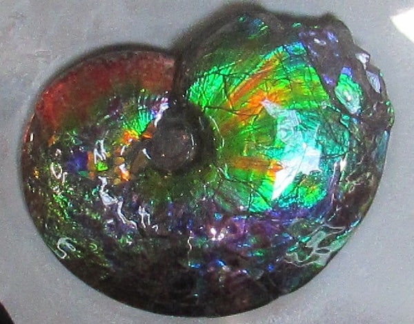 Ammonite Fossil -Museum Grade Placenticeras Costatum　Ammolite in Matrix /Make an offer!　 交渉あり‼ アンモライト 博物館クラス 完全体　プラセンティセラス　コスタータム　アンモナイト