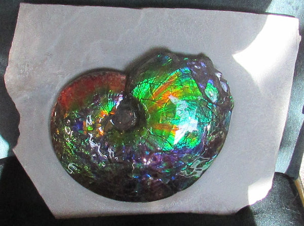 Ammonite Fossil -Museum Grade Placenticeras Costatum　Ammolite in Matrix /Make an offer!　 交渉あり‼ アンモライト 博物館クラス 完全体　プラセンティセラス　コスタータム　アンモナイト