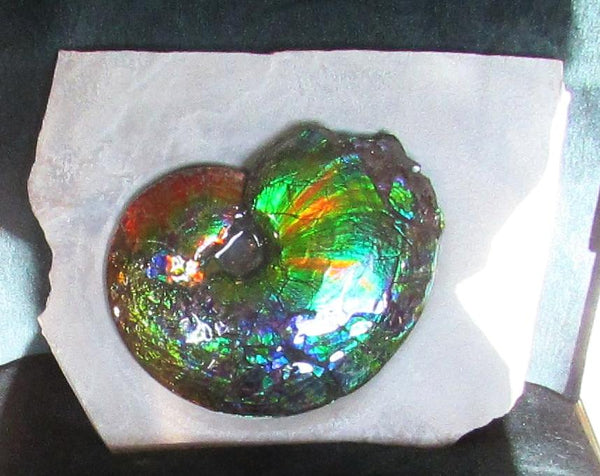 Ammonite Fossil -Museum Grade Placenticeras Costatum　Ammolite in Matrix /Make an offer!　 交渉あり‼ アンモライト 博物館クラス 完全体　プラセンティセラス　コスタータム　アンモナイト