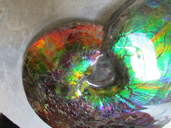 Ammonite Fossil -Museum Grade Placenticeras Costatum　Ammolite in Matrix /Make an offer!　 交渉あり‼ アンモライト 博物館クラス 完全体　プラセンティセラス　コスタータム　アンモナイト
