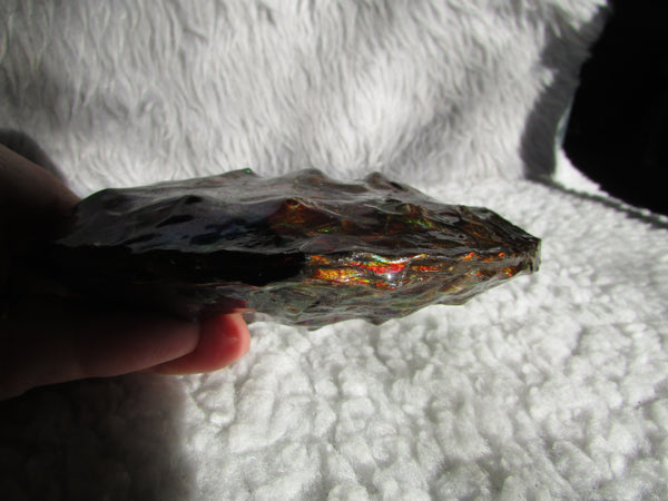 High End Ammonite Fossil - Placenticeras Intercalare　Ammolite　 アンモナイト 完全体 インターカラレ　アンモライト　