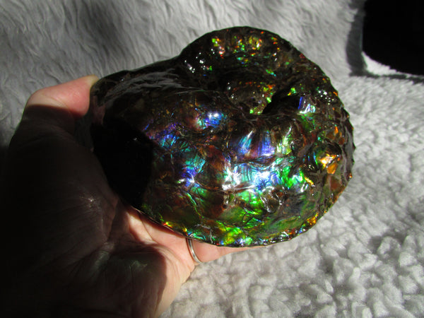 High End Ammonite Fossil - Placenticeras Intercalare　Ammolite　 アンモナイト 完全体 インターカラレ　アンモライト　