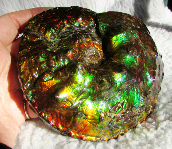 High End Ammonite Fossil - Placenticeras Intercalare　Ammolite　 アンモナイト 完全体 インターカラレ　アンモライト　