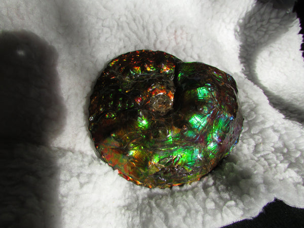 High End Ammonite Fossil - Placenticeras Intercalare　Ammolite　 アンモナイト 完全体 インターカラレ　アンモライト　